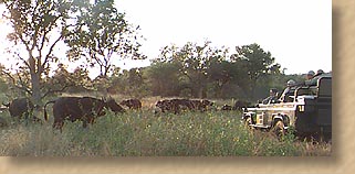 Herd of buffalo